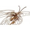 Butterfly - mechanical model for folding - veneer - 161 - zdjęcie 5