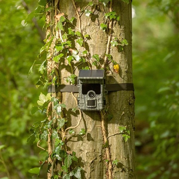 The Ez-solar camera trap hangs on a tree in the forest.